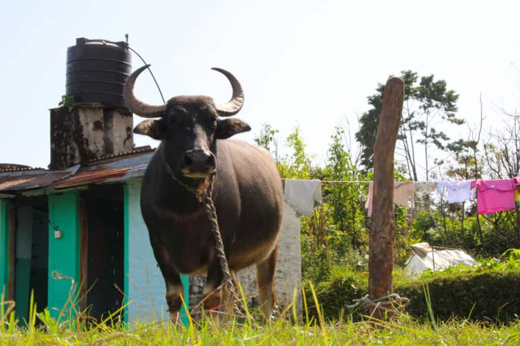 Ein Wasserbüffel vor einem einfachen Haus in einem nepalesischen Dorf – ein Einblick in den landwirtschaftlich geprägten Alltag vieler Familien.