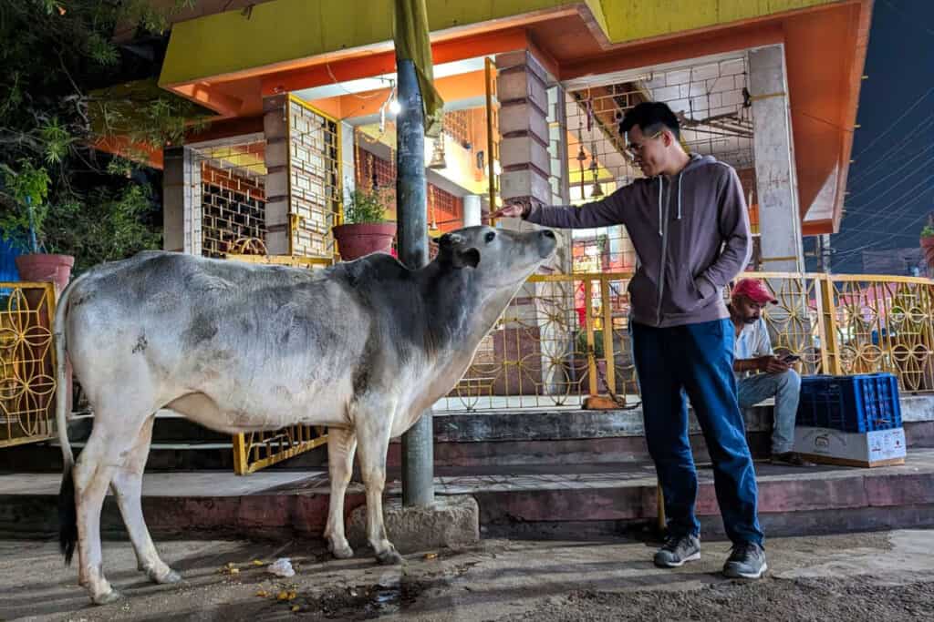 Khai Thai Duong begegnet einer Kuh vor einem Tempel in Nepal – ein stiller Moment im Alltag unterwegs