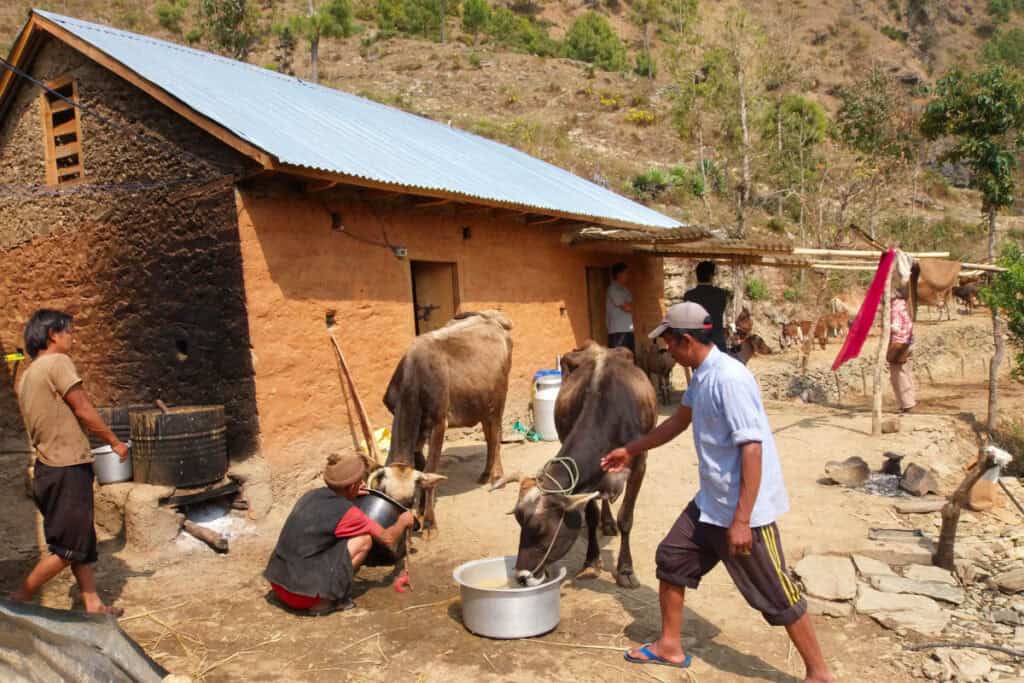 Alltag in einem nepalesischen Dorf: Menschen versorgen Vieh vor einfachen Häusern in ländlicher Umgebung.