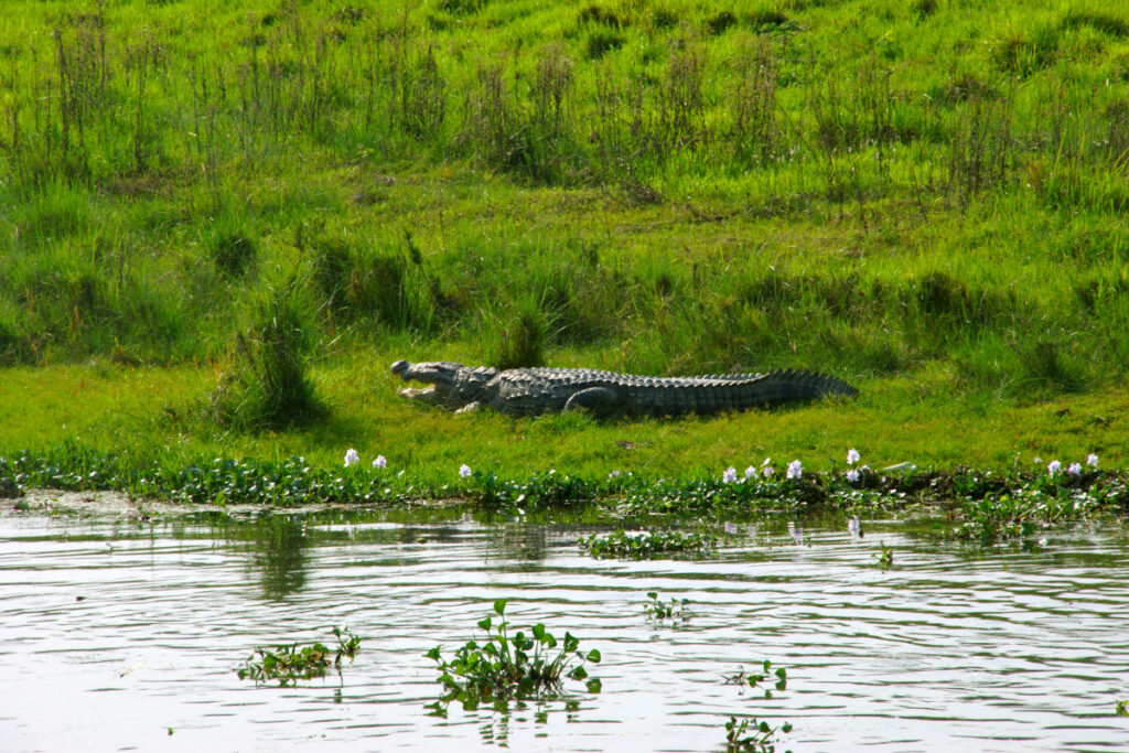 Krokodil am Flussufer in Chitwan Krokodil am Ufer eines Flusses im Chitwan Nationalpark in Nepal