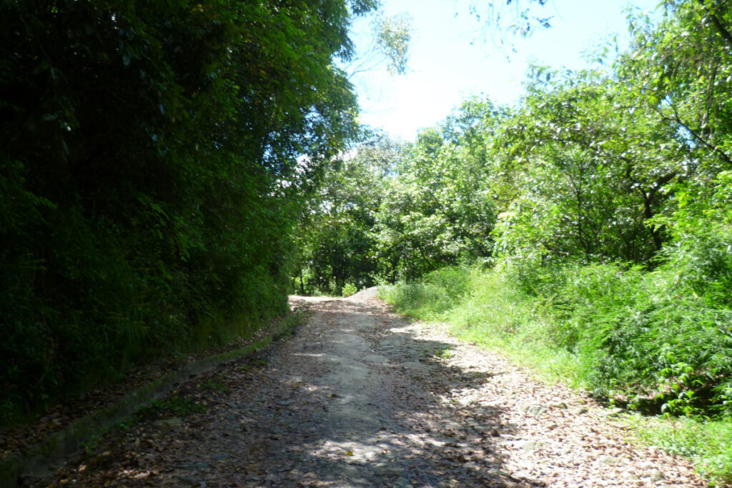 Waldweg im Shivapuri Nationalpark mit dichter Vegetation
