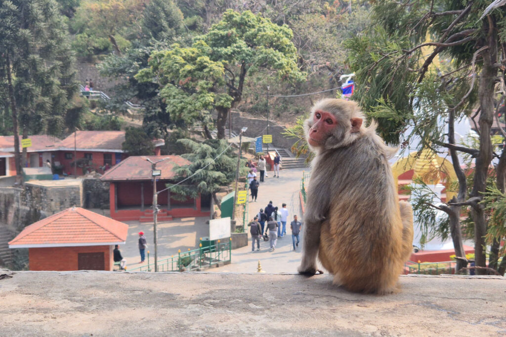 Affe sitzt auf einer Mauer im Swayambhunath Tempel in Kathmandu
