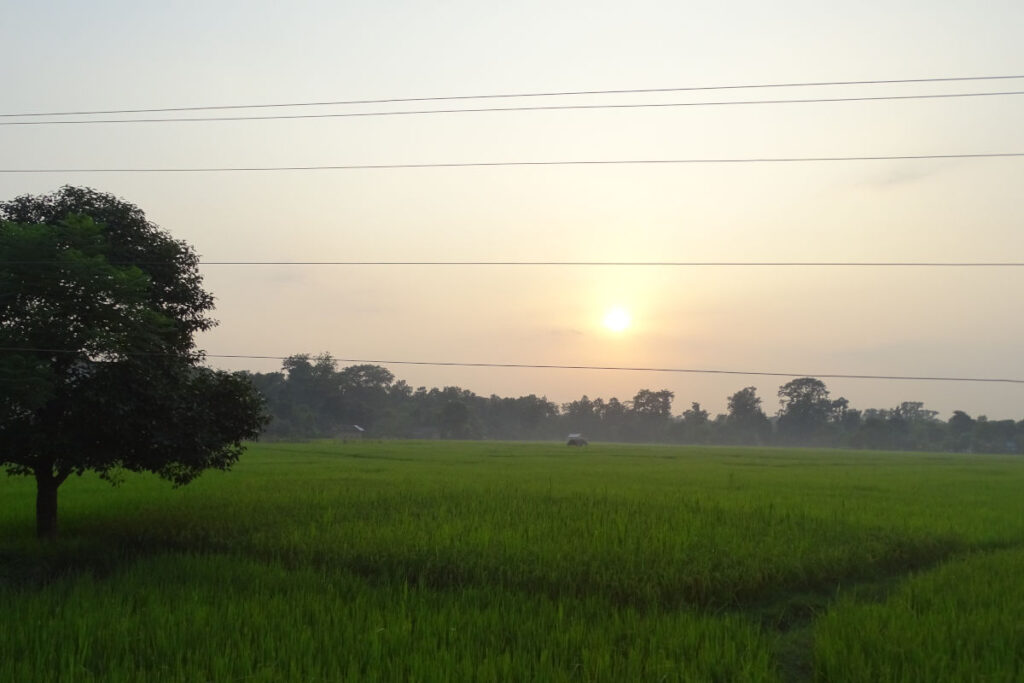Grüne Felder im Terai in Nepal bei warmem Licht